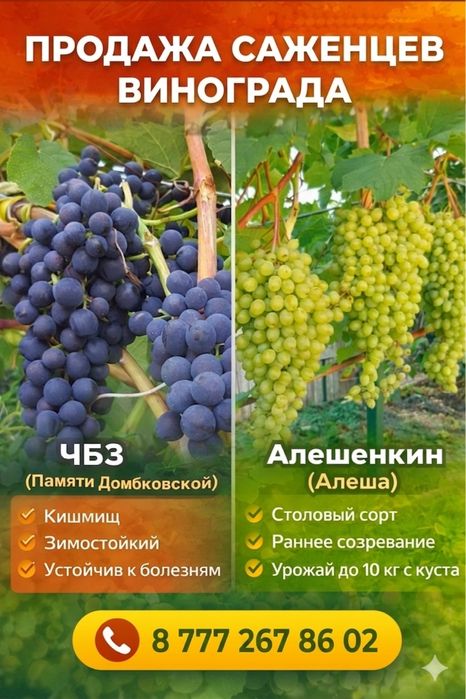 Продам саженцы винограда