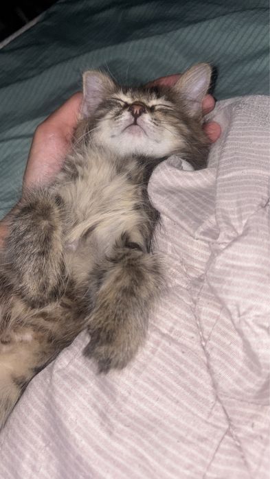 Бесплатно домашний котята