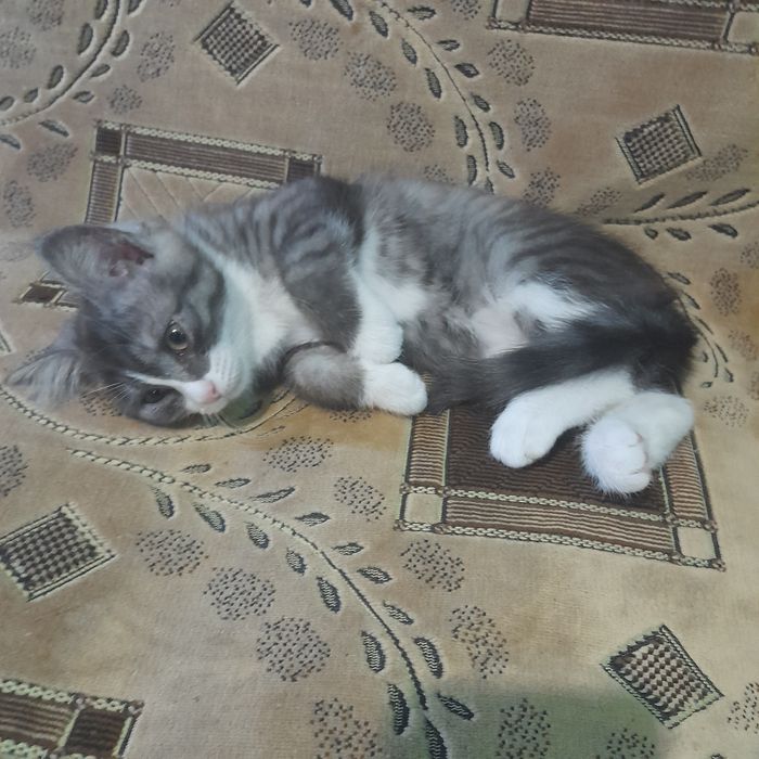 Отдам котенка девочку в добрые руки