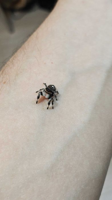 Paianjen saritor Phidippus regius