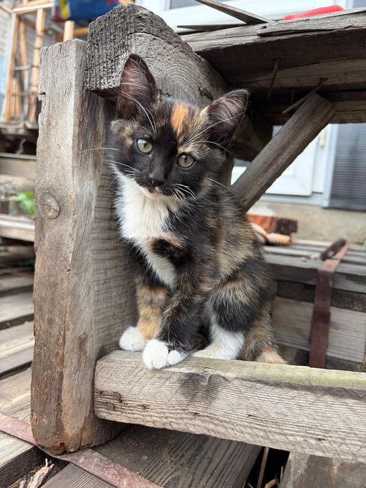 Отдам котят в хорошие руки