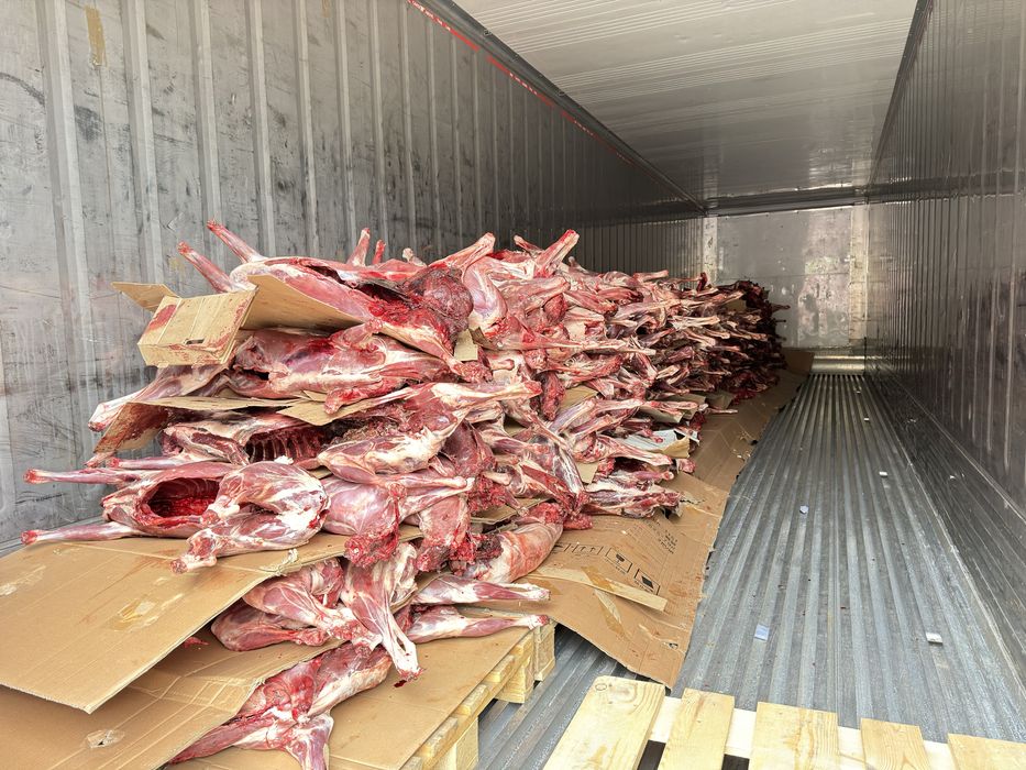 Оптовая продажа мясо Сайги.