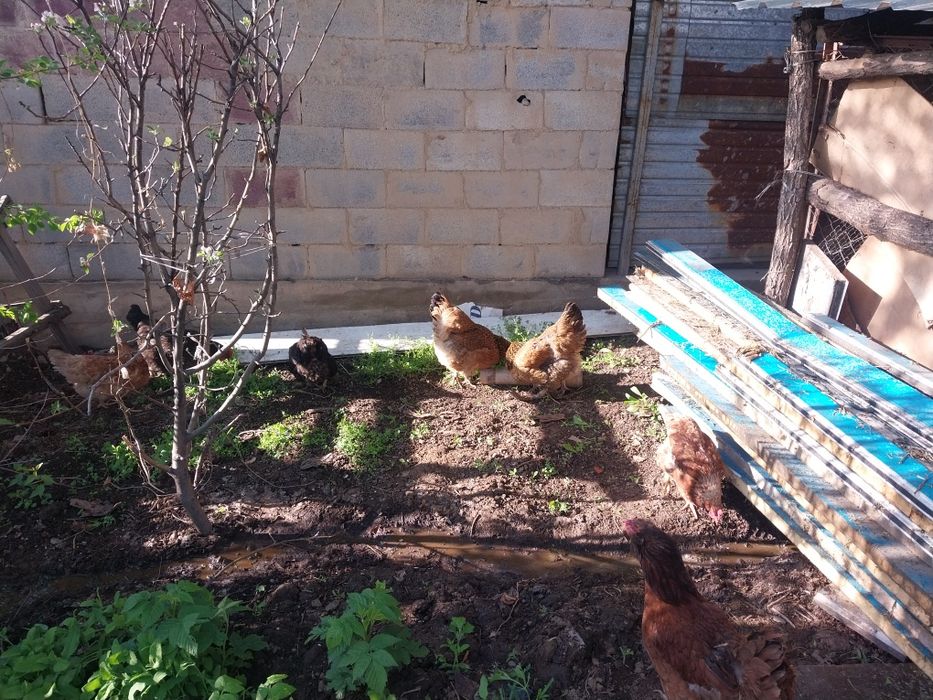 Продам домашних куриц