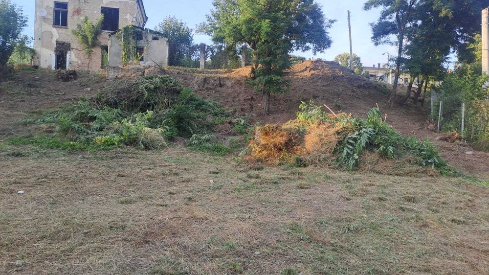 copaci si gradina , gazon si iarba nedorita