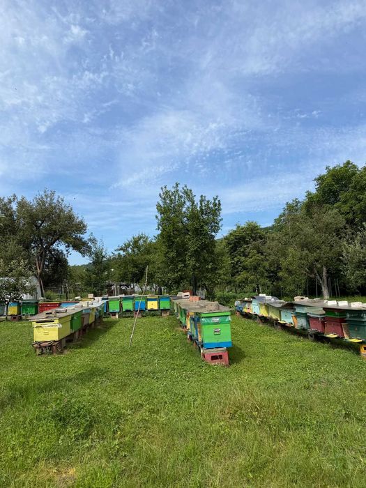 VÂND STUPINĂ COMPLETĂ – 16 familii de albine puternice si foarte bine populate