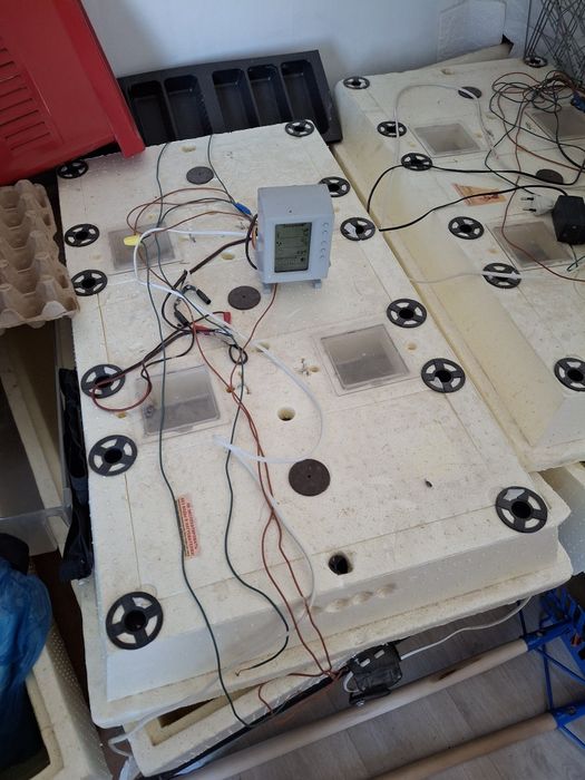 Инкубатор, золушка, несушка