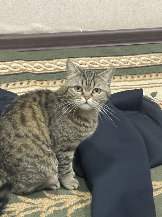Mushuk qiz bola qiz