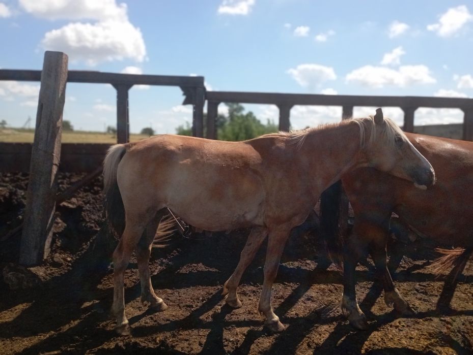 Продам кабылу не жереба