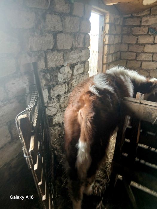 Бука сатылады 600000 тенге