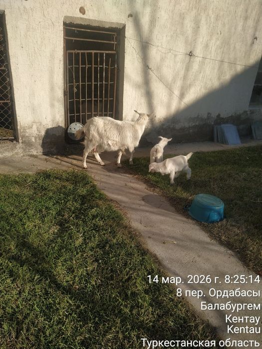 Орыс ешкі  сатылады