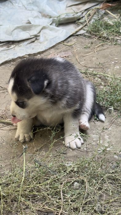 It zoti xaski 6 ta bor 3 o’g’il 3 ta qiz kimga qiziq bolsa