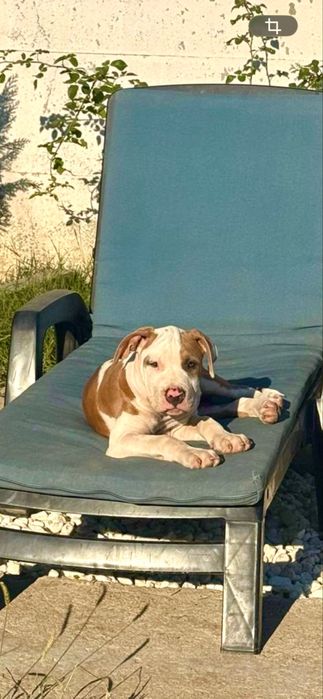 Amstaff mascul cu pedigree