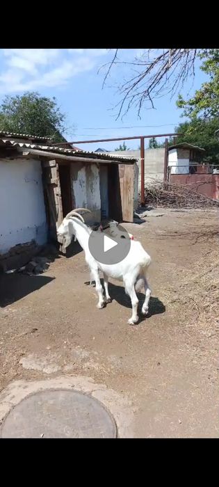Продаются дойные козы и козлята