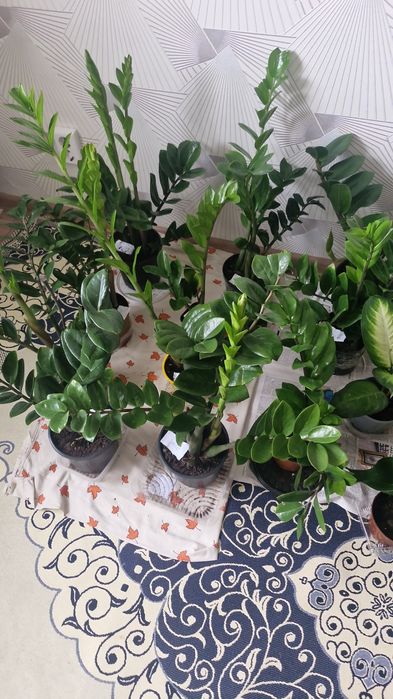 Домашние цветы дешево