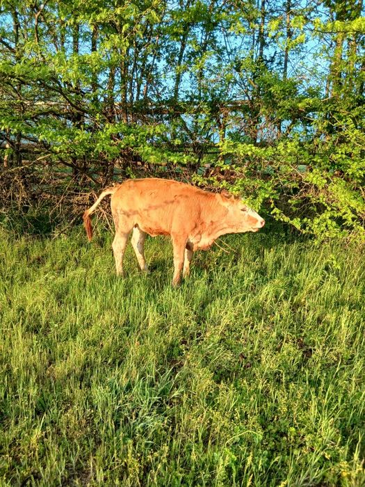 Vând doua vitele de 7-8luni, vaca