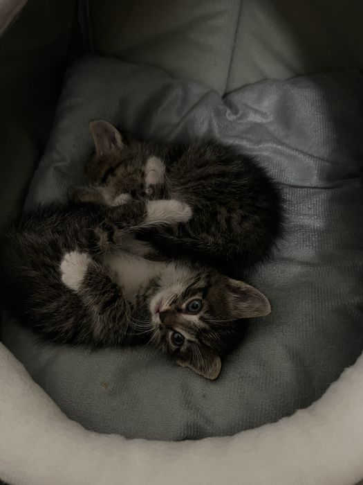 Котёнок/отдам в хорошие руки