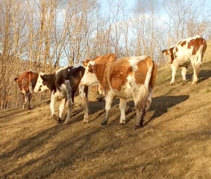 Vând 10 juninci între un an jumate și doi ani