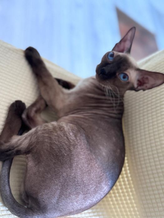 Отдам донских сфинксов!