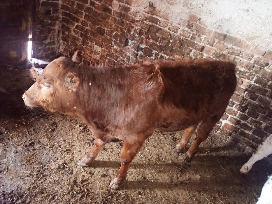 Vând vițel (junică) și vițel