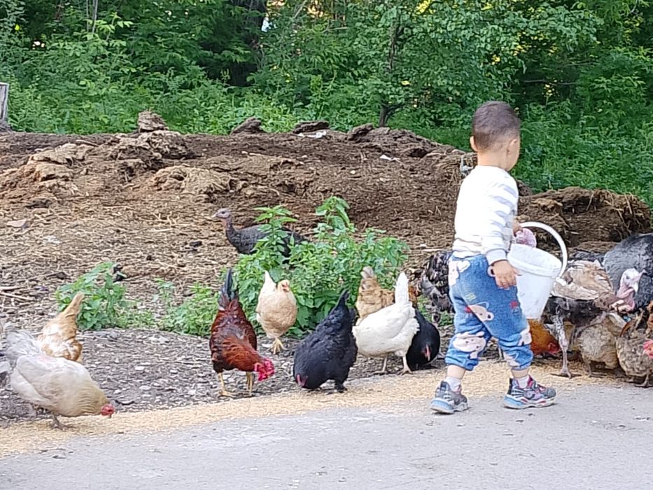 Продам домашних куры
