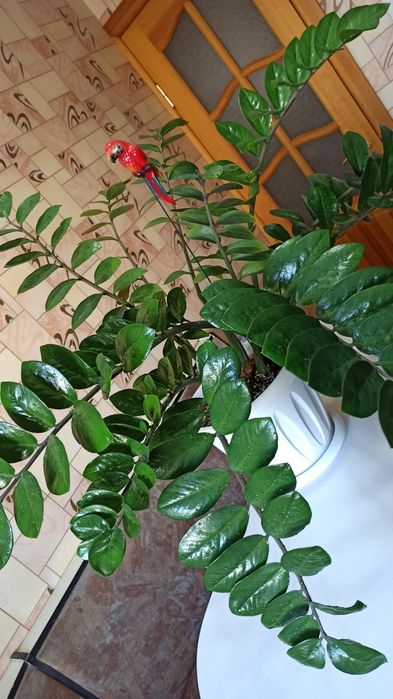 Продам замиакульуас - долларовое дерево