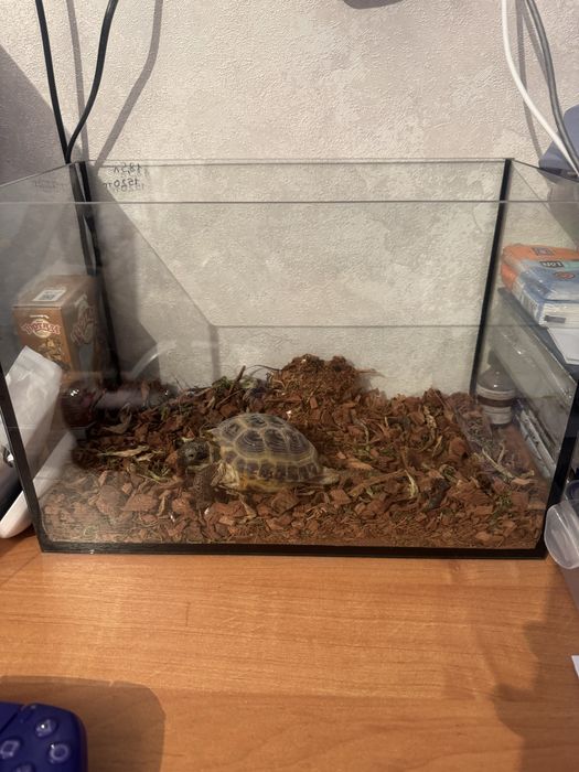 Продам Черепаху.