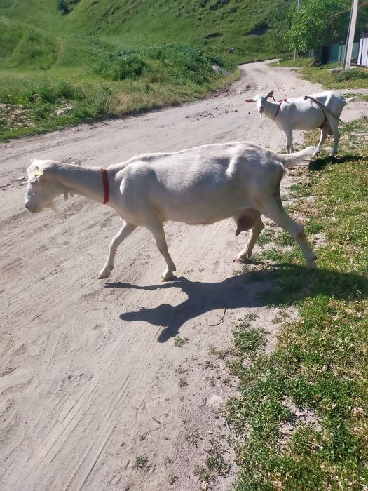 Продам зааненскую козу