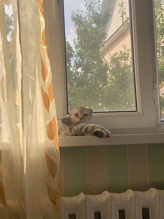 котенок шотландский