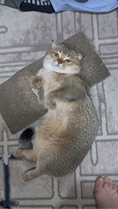 Вязка кота золотой шиншилла