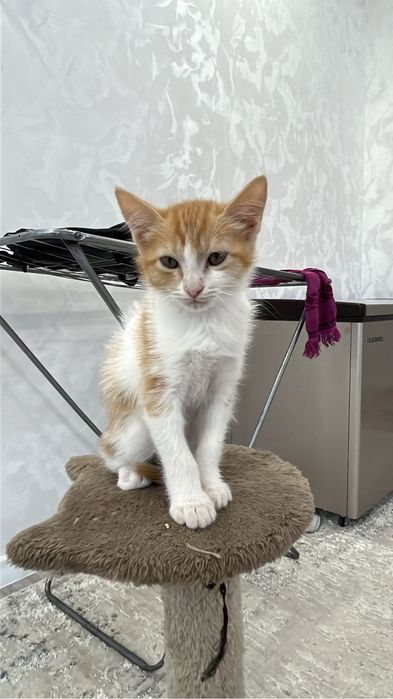 рыжие котята девочки и один мальчик