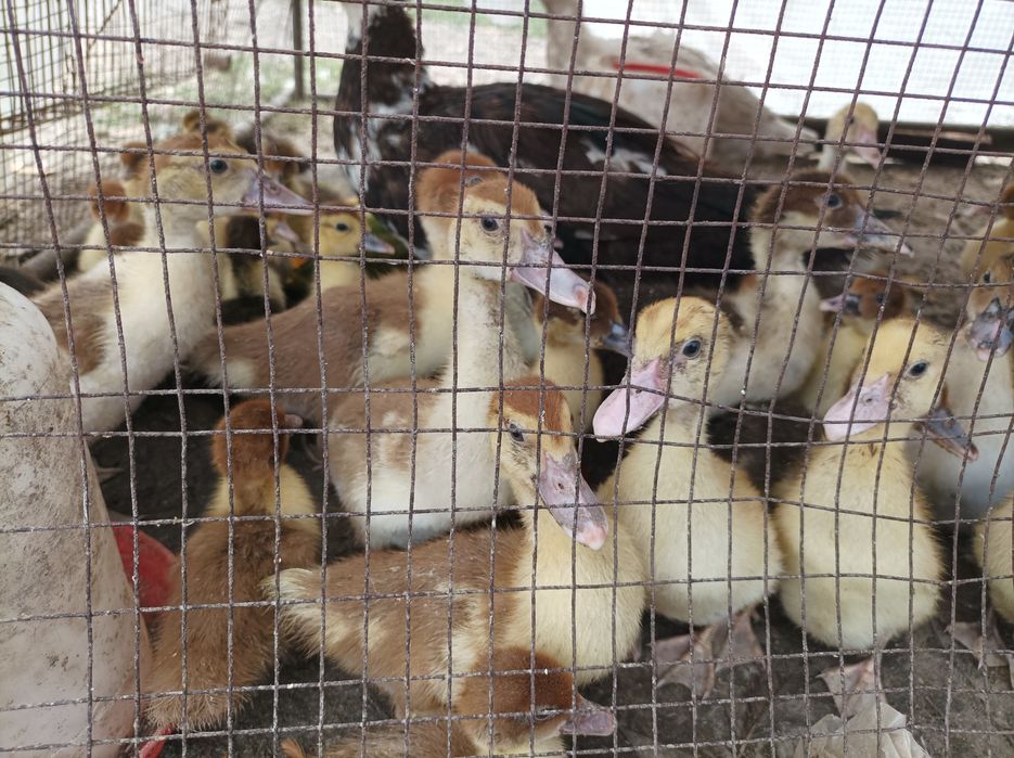 Продам индаутку с утятами