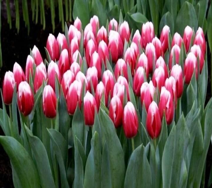 Продаем тюльпаны  оптом