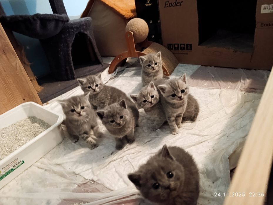 Британски късокосмести котенца