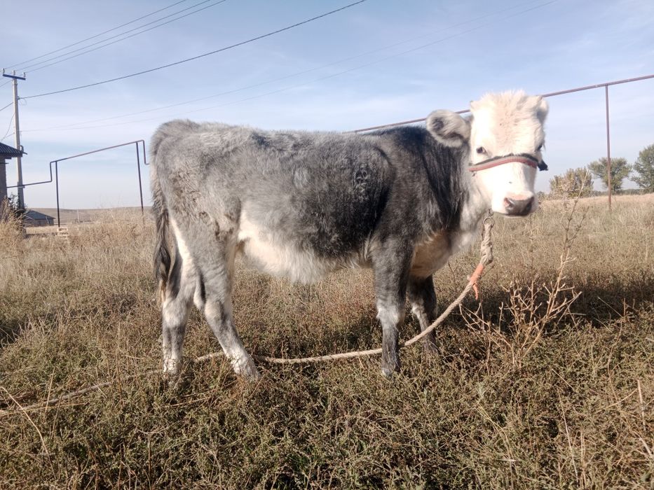 Бұзаулар сатылады