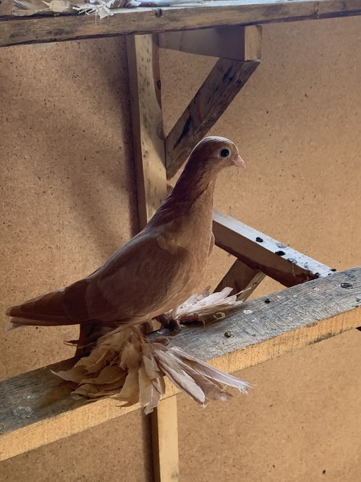 Голуби игровые