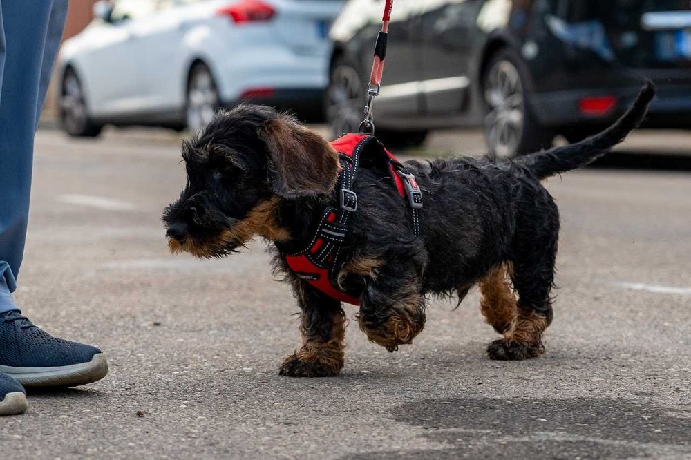 Pui teckel sarmos standard , Pedigree A