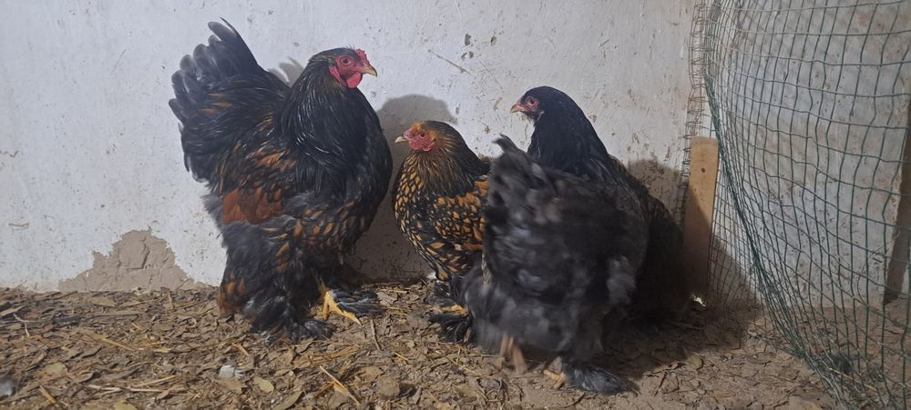 Brama galuboy va chorniy zolotalar