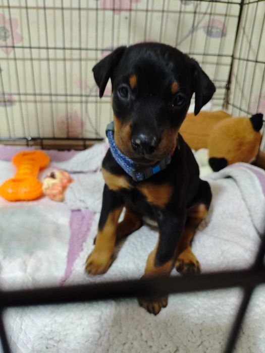 Продам добермана