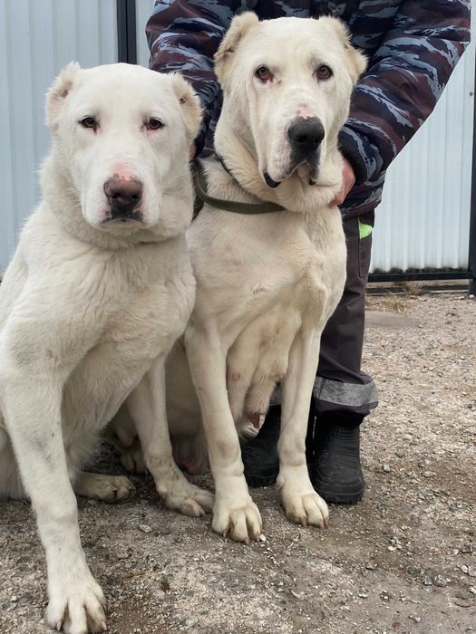 подрощенный щенок алабая