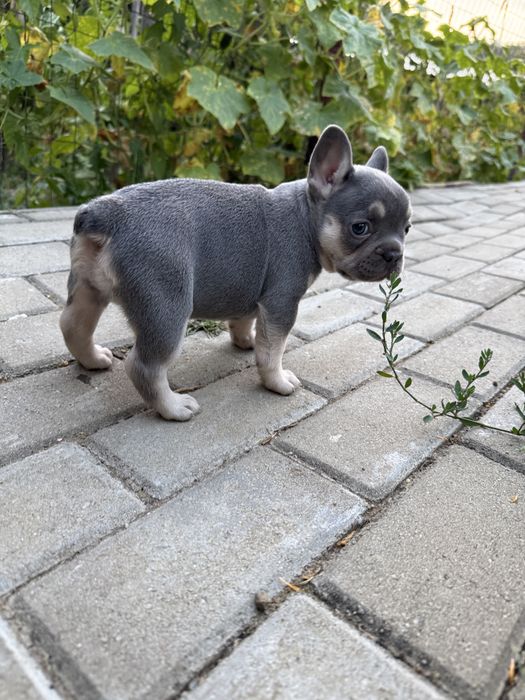 Bulldog francez cu pedigree