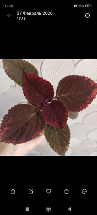 Комнатные растения