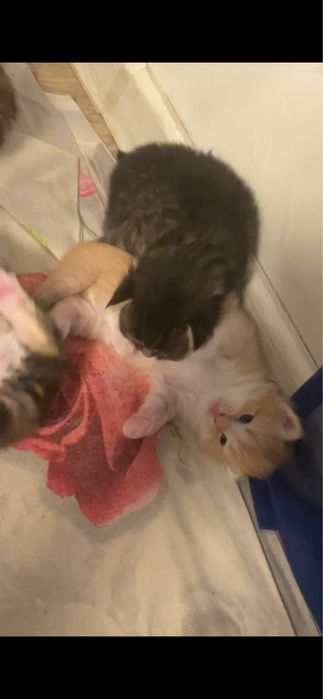 Бронь котят шотланских
