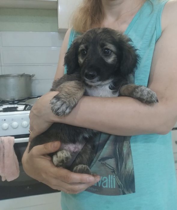 В очень добрые руки