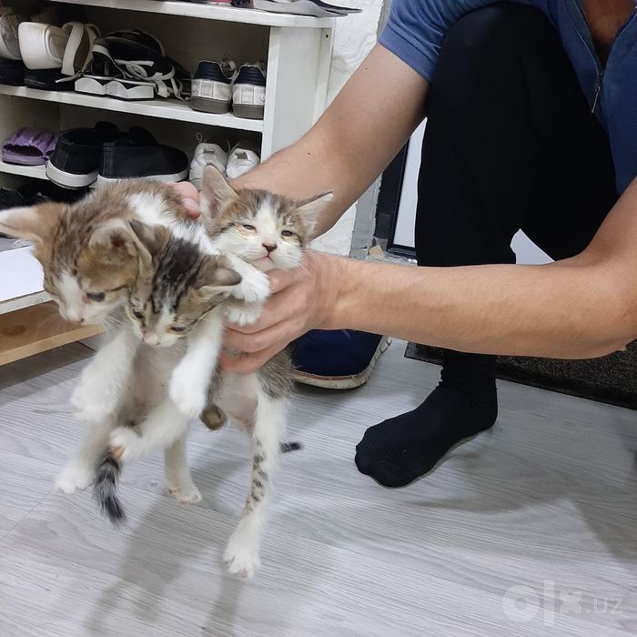 Отдам в добрые и заботливые руки очаровательных котят бесплатно!