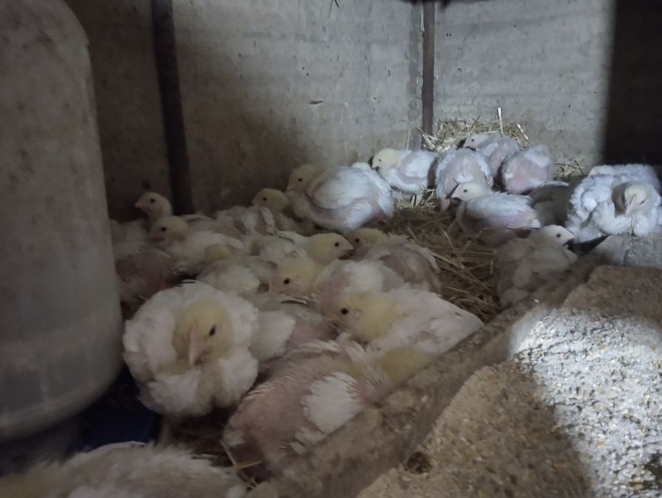 Vând pui albi de carne