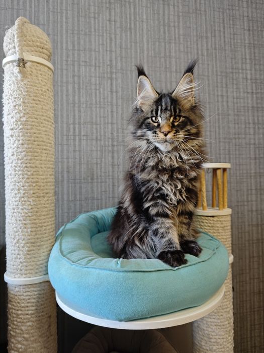 Котенок Мейн кун