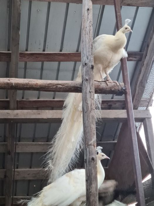 Paun alb adult reproducator