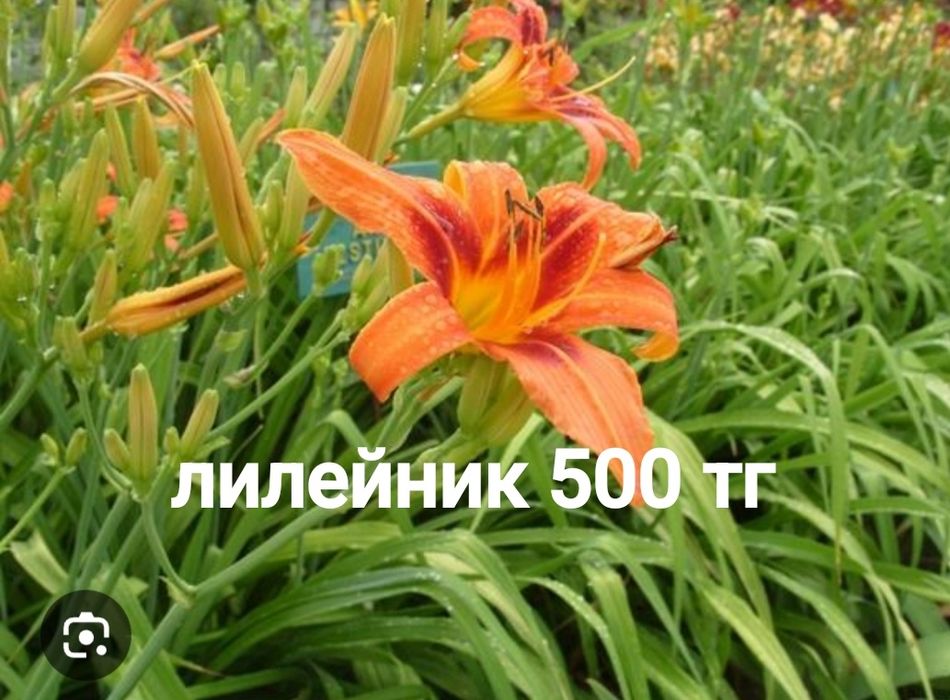 Многолетние цветы