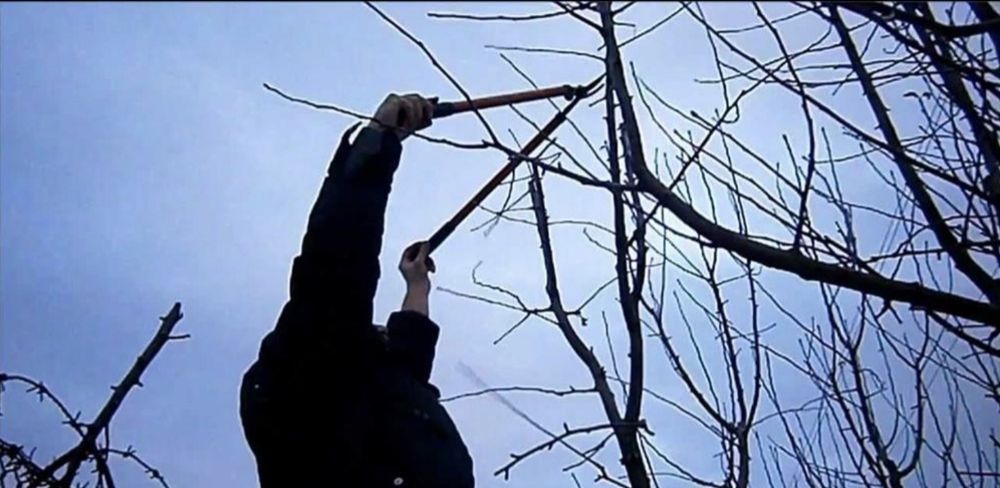Taieri /toaletari pomi, defrisari, tocari Timisoara • OLX.ro