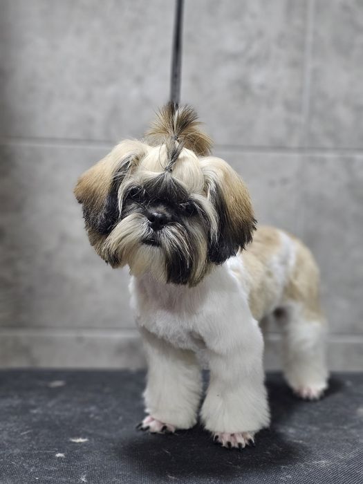 Стрижка собак и кошек.